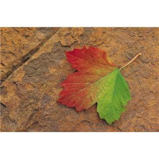 Environmental Statement Environmental Statement