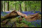 bluebell wood