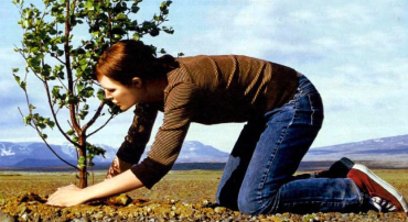 Tree Surgery Tree Surgery