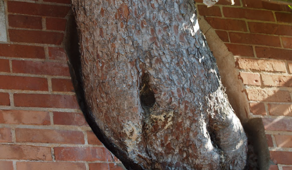 Consultancy Consultancy