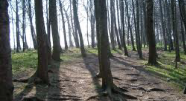 Tree Surgery Tree Surgery