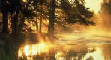 Tree Surgery Tree Surgery