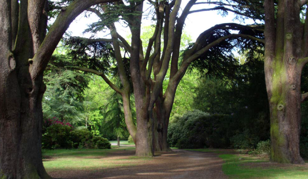 Tree Surgery Tree Surgery