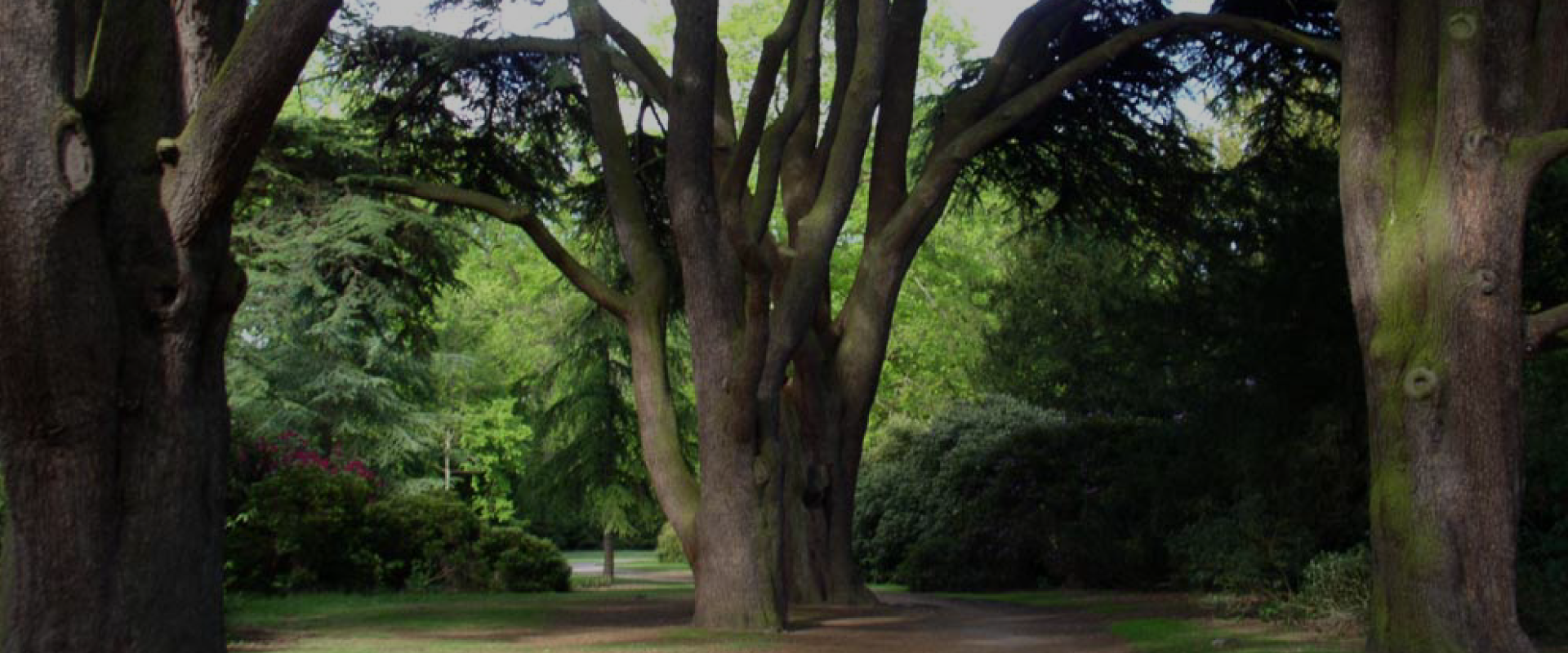 Tree Consultancy | Arboricultural Surveyors | Tree Management  