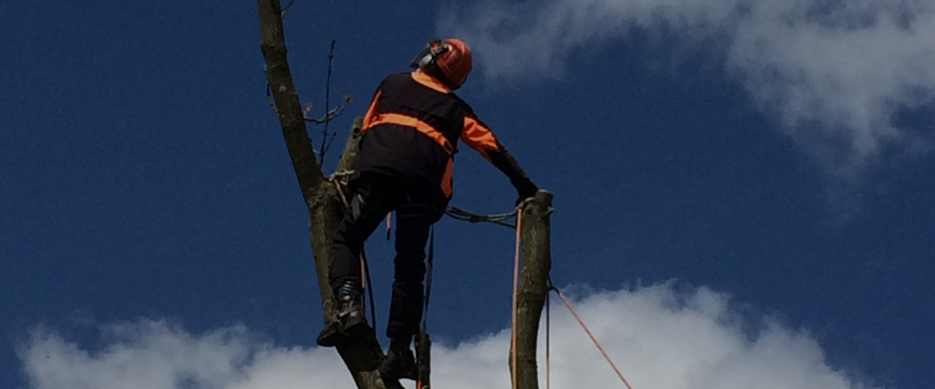 Tree Consultancy | Arboricultural Surveyors | Tree Management  