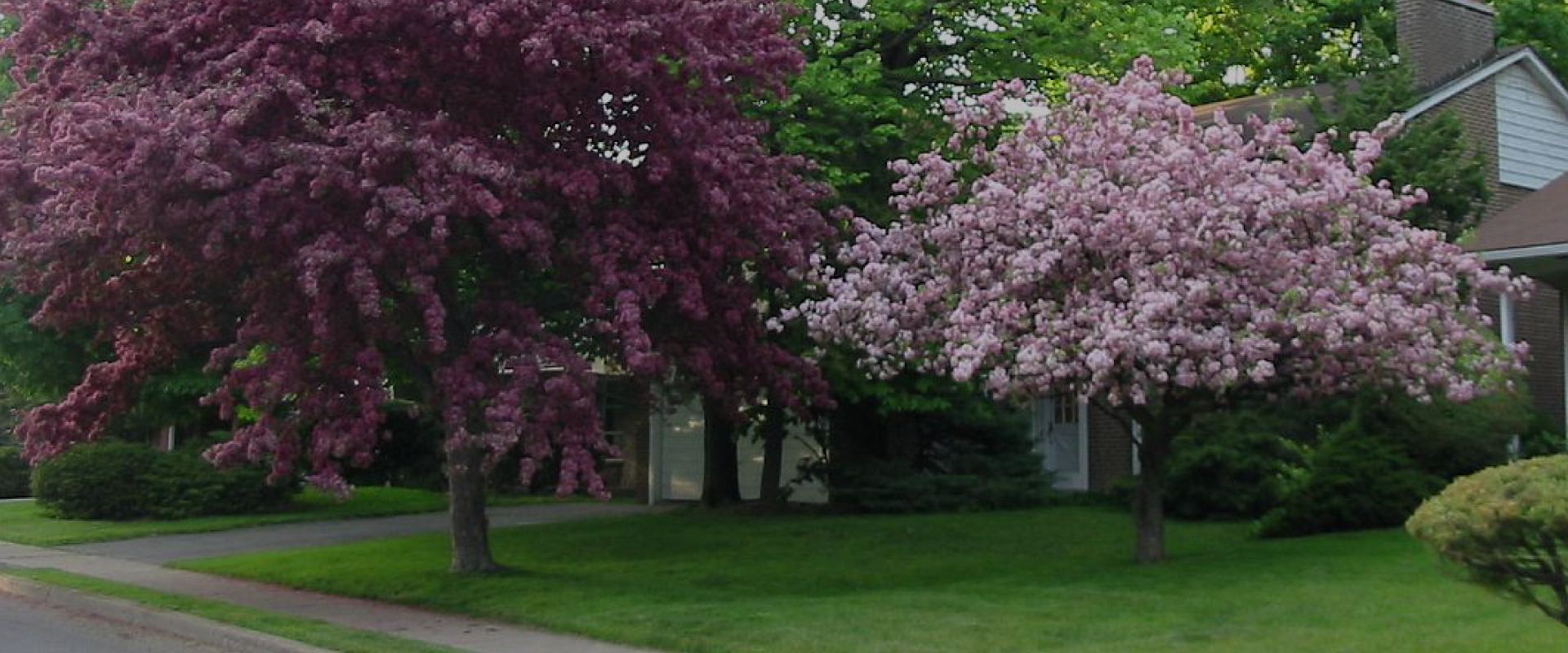 Tree Consultancy | Arboricultural Surveyors | Tree Management  